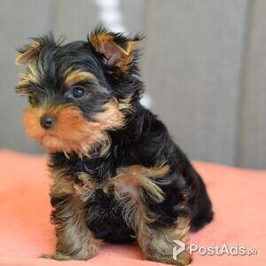 Yorkshire Terrier Puppies | PostAds PH