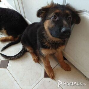 German Shepherd Puppies available now | PostAds PH