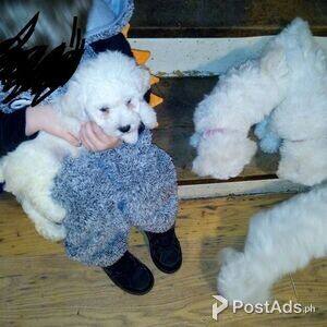 Bichon Frise pupps for new homes | PostAds PH