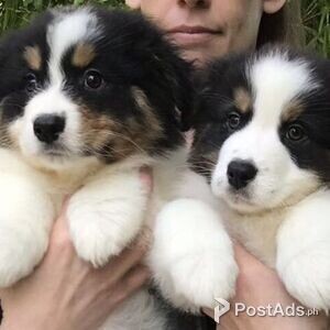 Charming Australian Shepherd puppies ready for you | PostAds PH