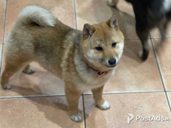 stunning Shiba inu 
