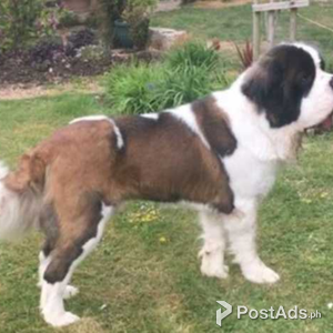 Rough coated St Bernard puppies. | PostAds PH