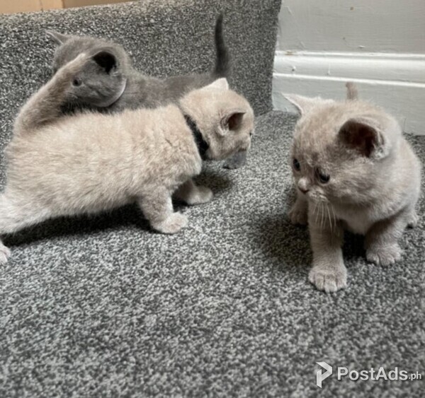 british shorthair kittens