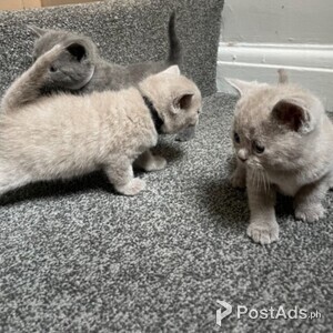 british shorthair kittens | PostAds PH