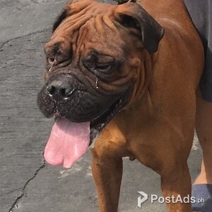 BULLMASTIFF BULLY | PostAds PH