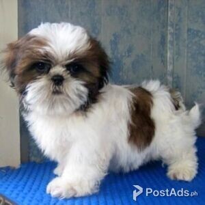 Awesome Teacup Shih Tzu puppies for sale | PostAds PH