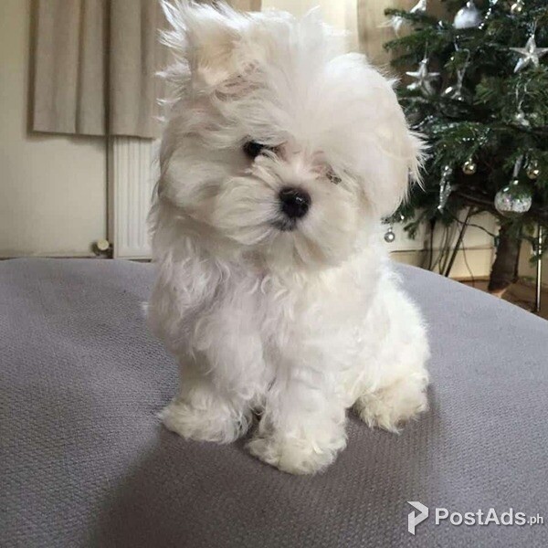 Stunning TeaCup Maltese puppies Available for sale