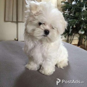 Stunning TeaCup Maltese puppies Available for sale | PostAds PH
