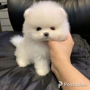 Teacup Pomeranian Puppies Available For Sale | PostAds PH