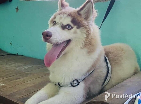 Syberian Husky (Wholly) - Blue Eyes