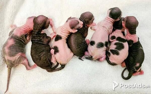 Fluffy Show Sphynx Kittens