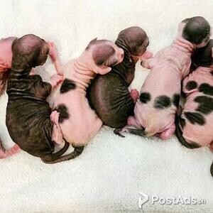 Fluffy Show Sphynx Kittens | PostAds PH
