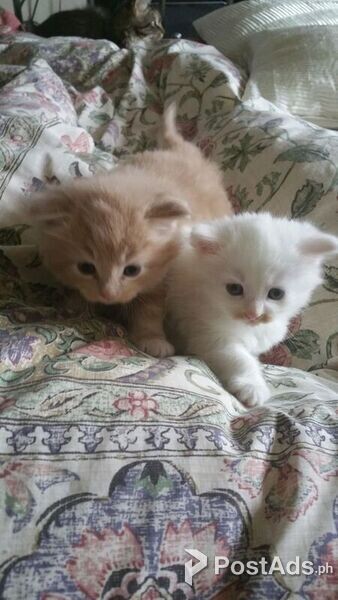Maine coon kittens
