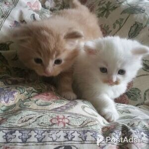 Maine coon kittens | PostAds PH