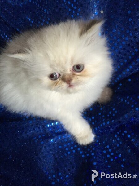 Beautiful Pedigree Persian Kitten,..Please contact us on viber number..  (+639512570685)