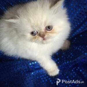 Beautiful Pedigree Persian Kitten,..Please contact us on viber number.. (+639512570685) | PostAds PH