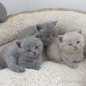 british shorthair babies needs new homes | PostAds PH
