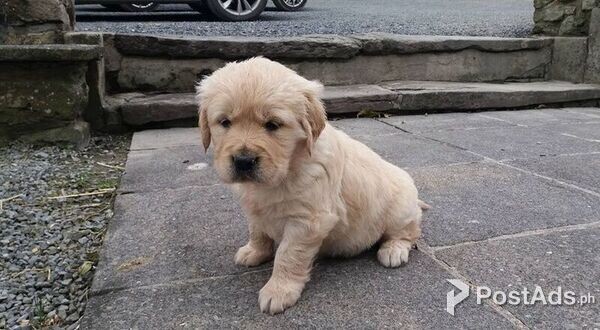  Golden retriever pups boy and girl