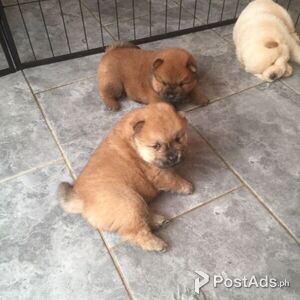 Champion Registered Chow Chow puppies | PostAds PH