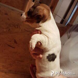 Jack Russell Puppies | PostAds PH