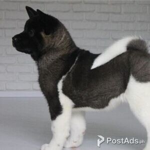 Akita Puppies | PostAds PH