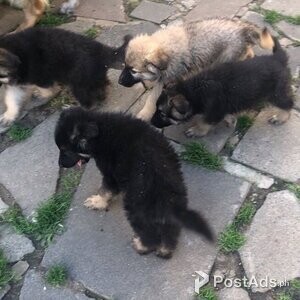 Quality German Shepherd puppies | PostAds PH