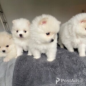 Pomeranian Puppies Ready For a New Home | PostAds PH