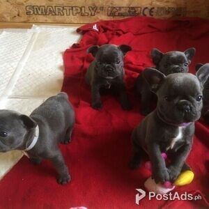 Purebred PCCI French Bulldog Puppies Available. | PostAds PH