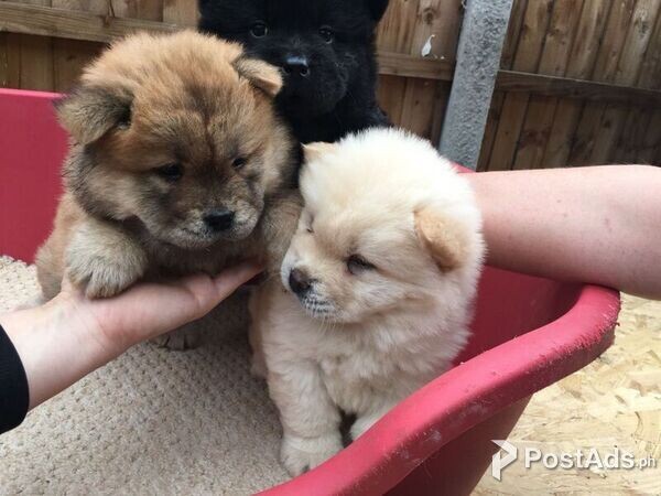 Perfect Quality supper splendid Chow Chow puppies