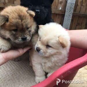 Perfect Quality supper splendid Chow Chow puppies | PostAds PH