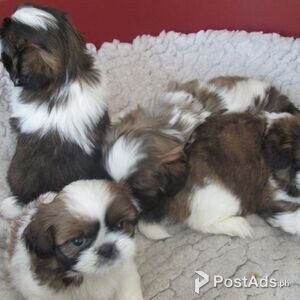 Lovely Shih Tzu puppies for sale | PostAds PH