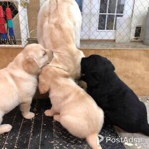 Cute Labrador Retriever Puppies Available | PostAds PH