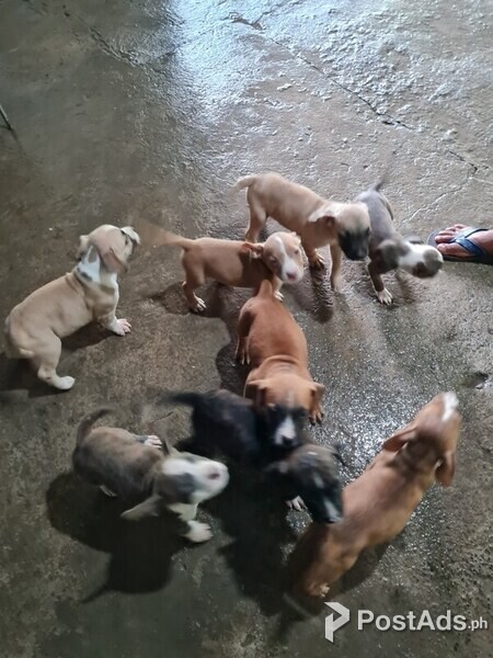 Amstaff puppies for sale