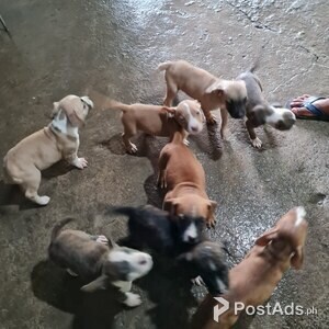 Amstaff puppies for sale | PostAds PH