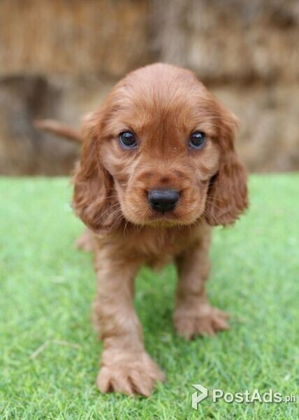 Spoodle Puppy