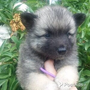 Keeshond Puppy | PostAds PH