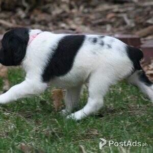 Brittany Spaniel Puppy | PostAds PH