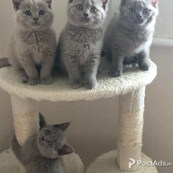 British Shorthair Blue And Lilac Kittens for sale