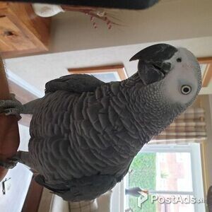 African Grey Parrot And Cage For Sale | PostAds PH