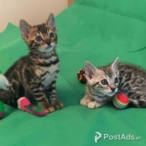 Stunning Pedigree Bengal Kittens.Please contact us on viber number.. (+639512570685) | PostAds PH