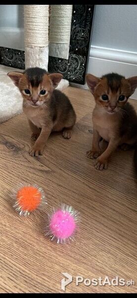 Abysinnian Kittens.Please contact us on viber number..  (+639512570685)