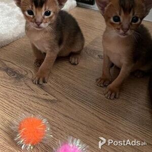 Abysinnian Kittens.Please contact us on viber number.. (+639512570685) | PostAds PH