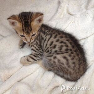 Savannah Kittens Ready.Please contact us on viber number.. (+639512570685) | PostAds PH
