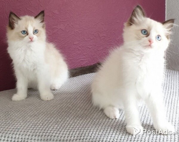 Male and female Ragdoll kittens for new homes.Please contact us on viber number..  (+639512570685)