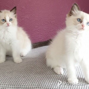 Male and female Ragdoll kittens for new homes.Please contact us on viber number.. (+639512570685) | PostAds PH