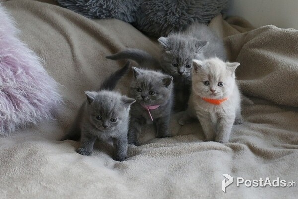 British shorthair kittens for adoptionPlease contact us on viber number..  (+639512570685)