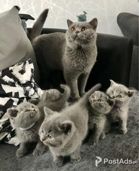 British shorthair kittens available for adoptionPlease contact us on viber number..  (+639512570685)