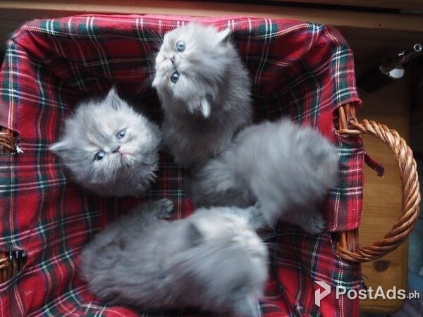 Cute Persian Kittens.Contact usn on Viber:+639660614145