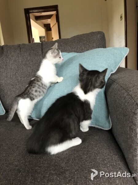 Munchkin Cats.Contact usn on Viber:+639660614145