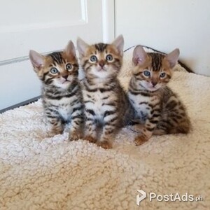Bengal Kittens.Contact usn on Viber:+639660614145 | PostAds PH